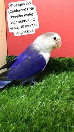 Lutino Red Eye Other Birds For Sale In Karachi OLX Pakistan