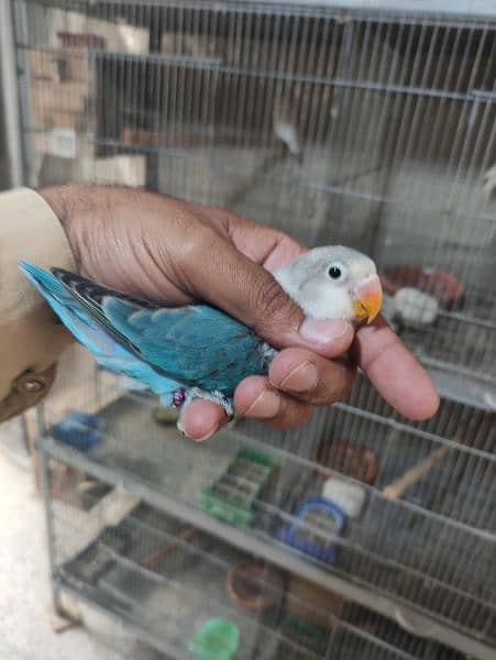 Love Birds Breeder Pair Albino Red Eye Parblue Split Ino Parrot