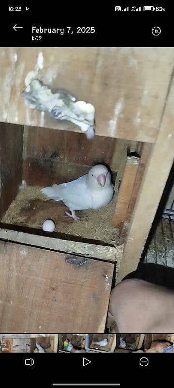 Parblue Split Ino Male Into Albino Red Eye Female Parrots