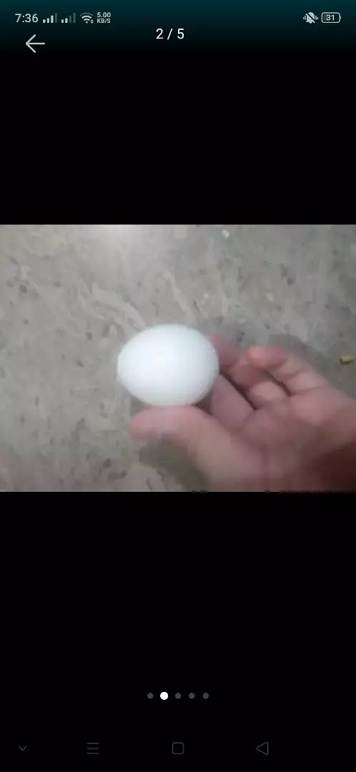 Astrolop egg 2