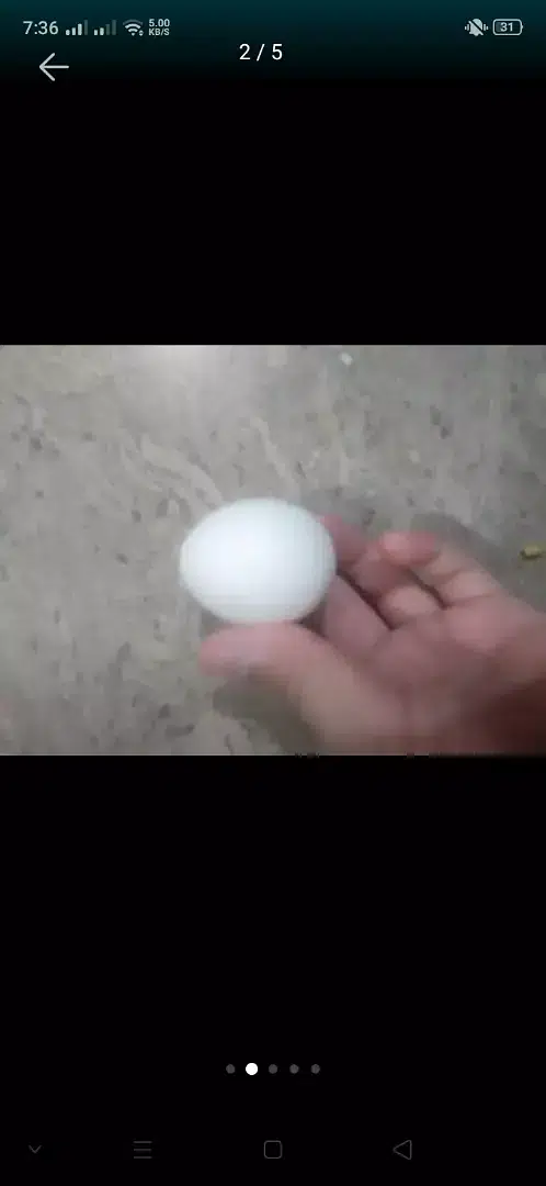 Astrolop egg — photo 3
