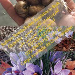 We Have Different Types Of Zaffron or Saffron Seeds/Bulbs