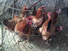 fully vaccinated 8 month old egg laying 6000 Hens Available