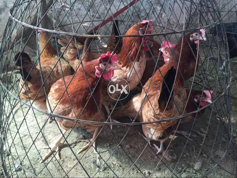 fully vaccinated 8 month old egg laying 6000 Hens Available 1