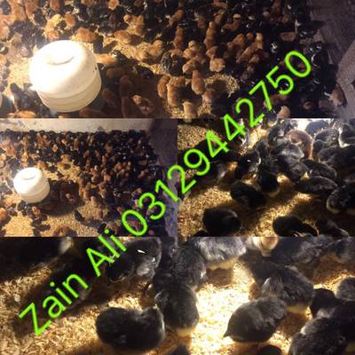 6 Days Old Austrolorap & RiR Chicks Available In Bulk Quantity