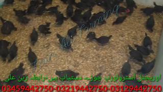 2 Months Olde Available in Bulk Order Australorp Chick's