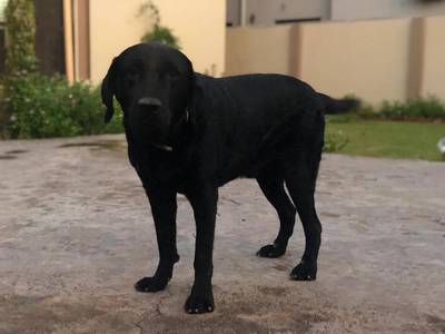 Black Labrador Retriever for Mating