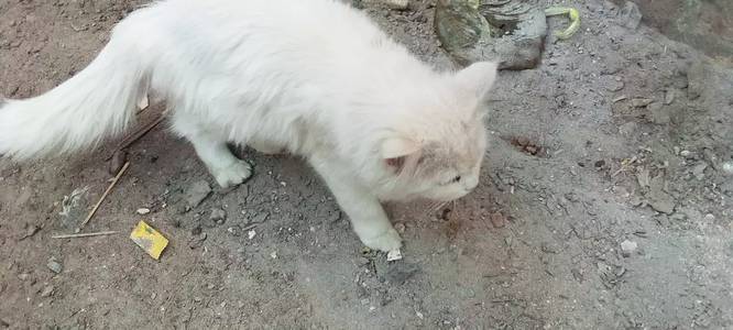 Female cat exchange hen golden