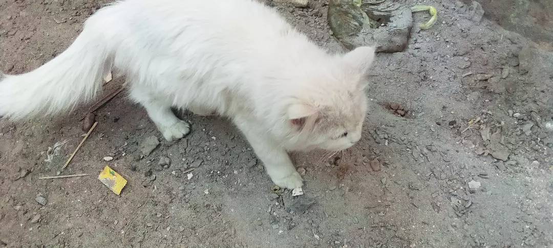 Female cat exchange hen golden 0
