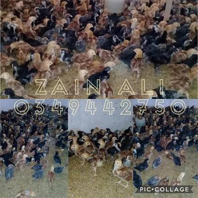 Austrolorap chicks available in bulk