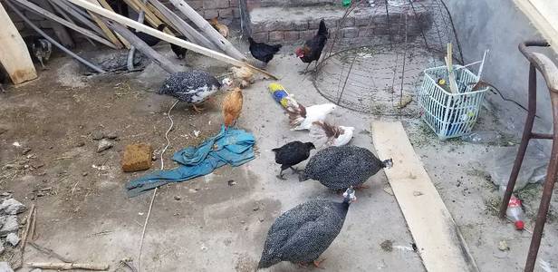 Chkor gunifowl teetri set available