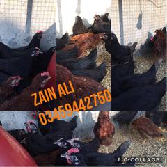This Time 4 Months Age Austrolorap & RiR Chickens Available