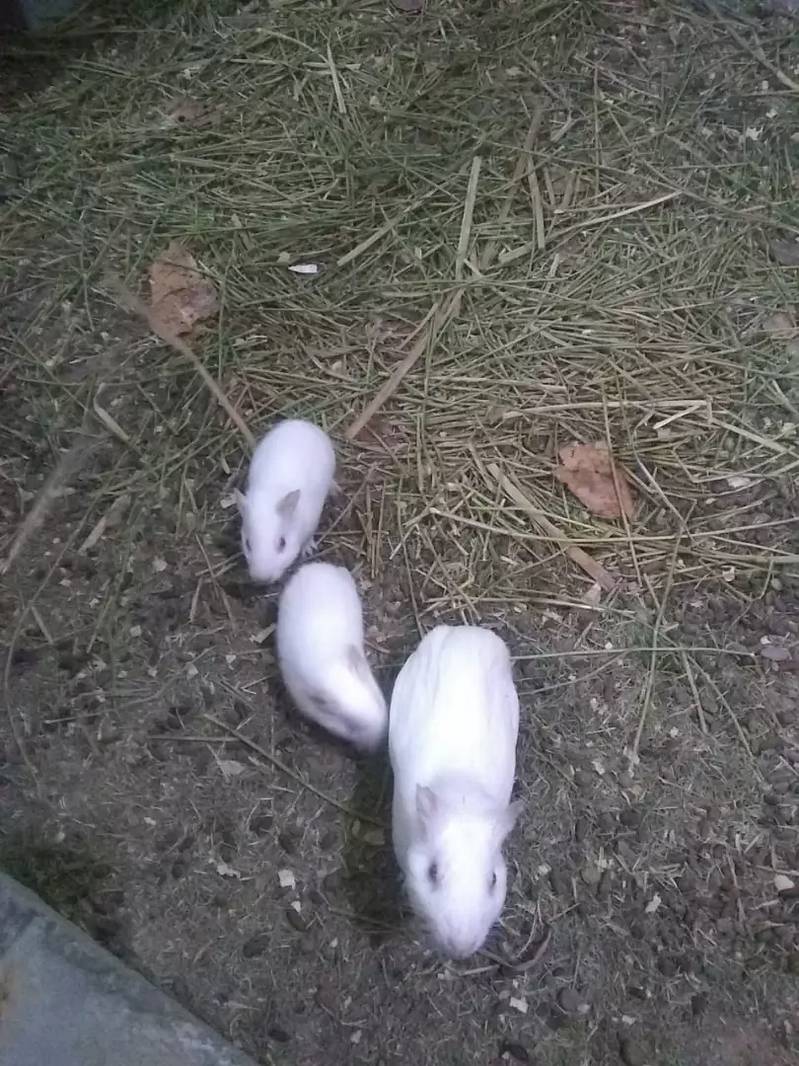 Guinea pigg and hamesters 0