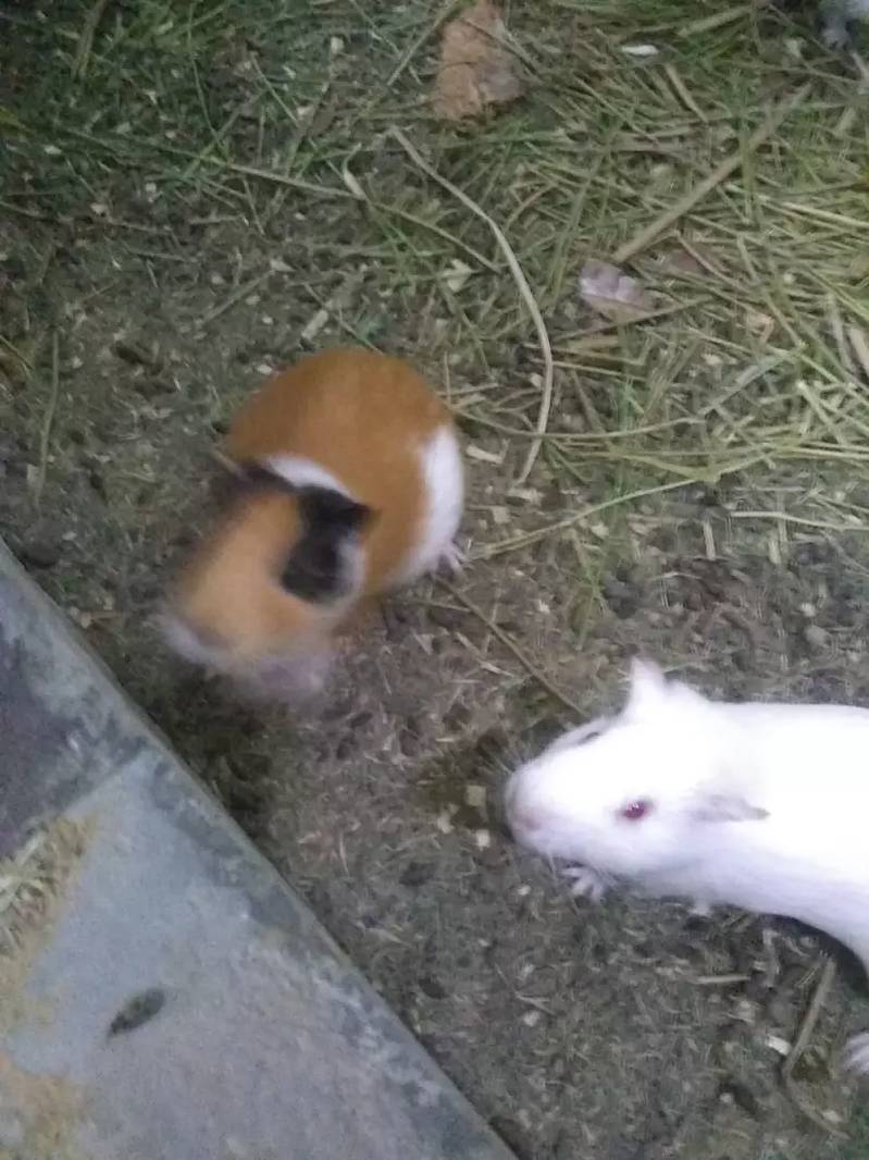 Guinea pigg and hamesters 2
