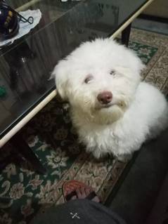 American poodle white dog for matting.