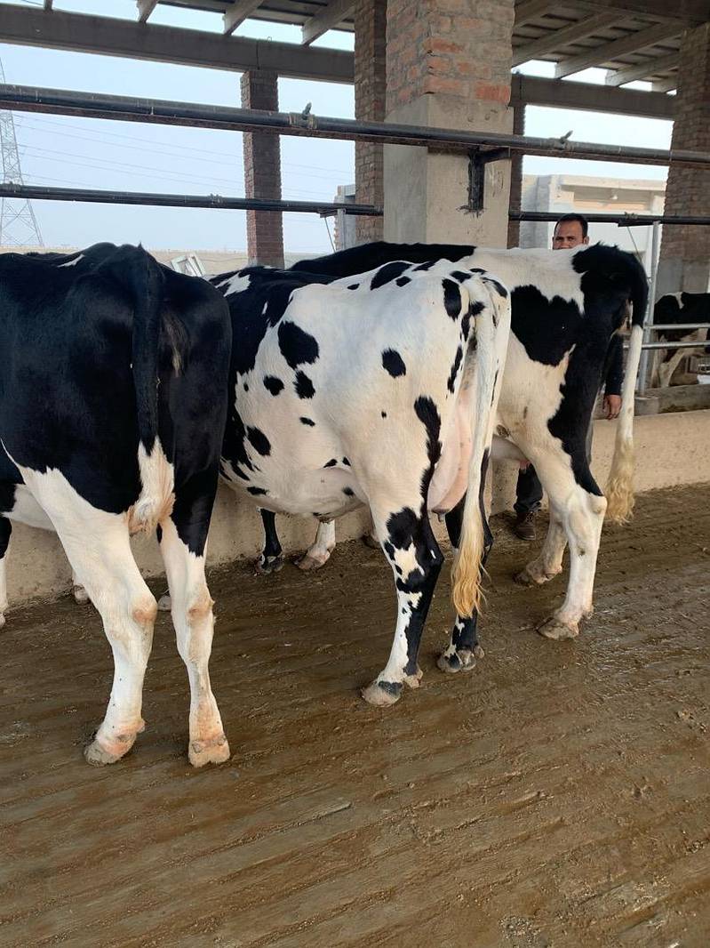 Holstien  Frisian imported and Australian breed pregnant heifers 1