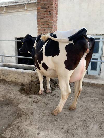 Holstien  breed pregnant heifers 2