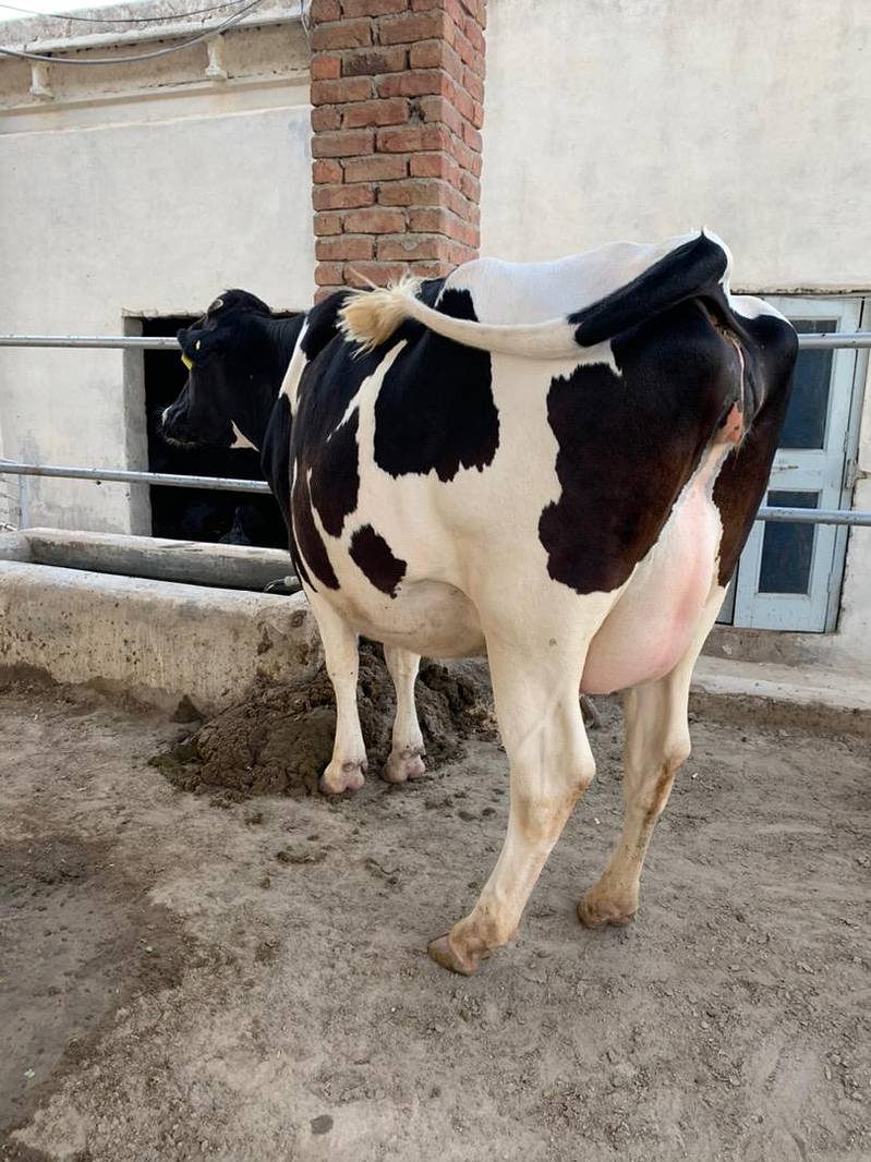 Holstien  Frisian imported and Australian breed pregnant heifers 2