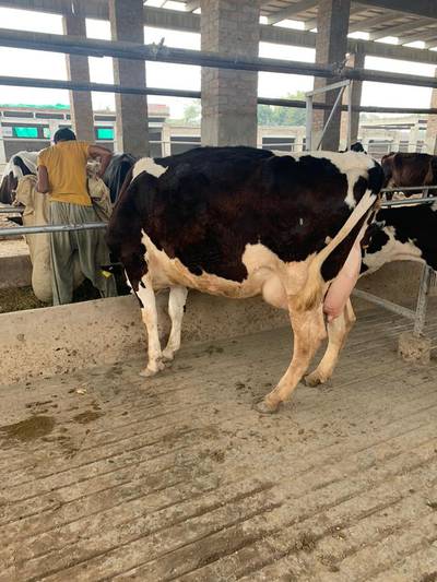 Holstien  breed pregnant heifers 6