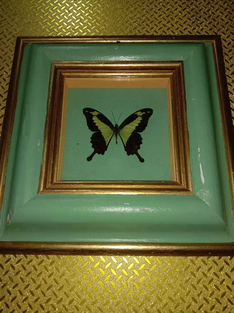 Amazonian butterfly Papilio Palinurus colorful wall hanging frame 3