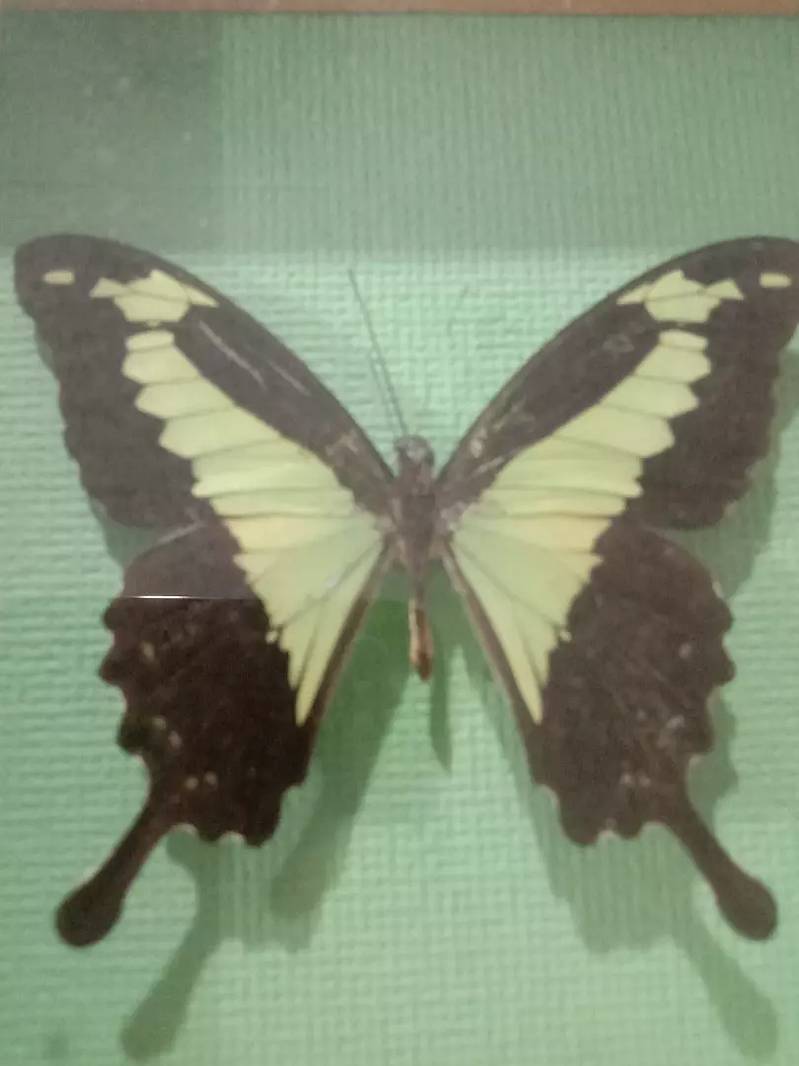 Amazonian butterfly Papilio Palinurus colorful wall hanging frame 4