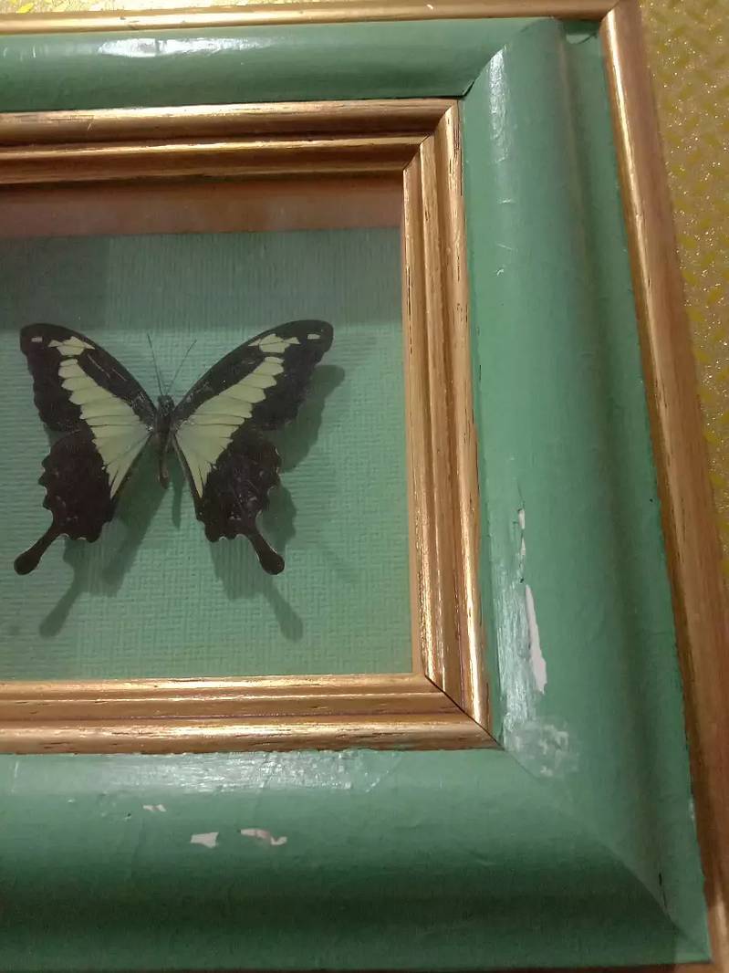Amazonian butterfly Papilio Palinurus colorful wall hanging frame 2