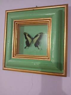 Amazonian butterfly Papilio Palinurus colorful wall hanging frame