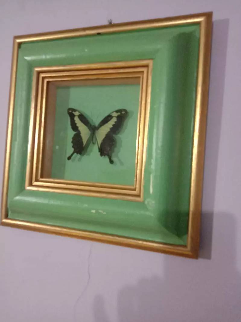 Amazonian butterfly Papilio Palinurus colorful wall hanging frame 11