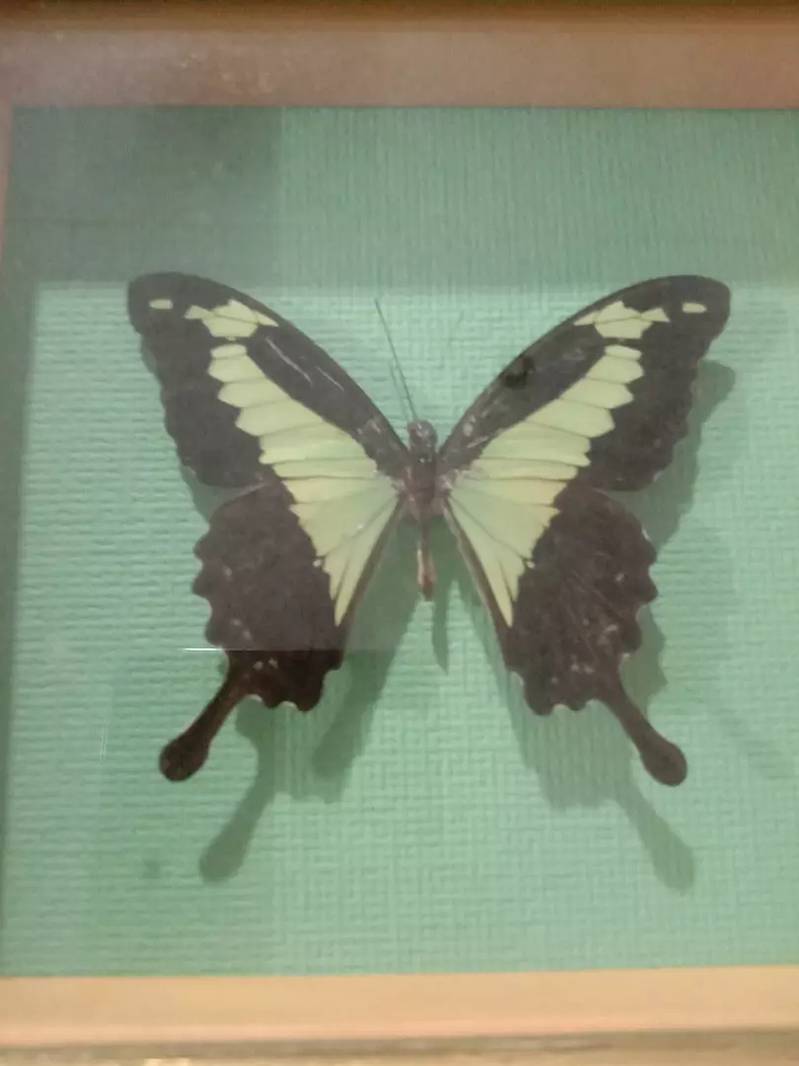 Amazonian butterfly Papilio Palinurus colorful wall hanging frame 5