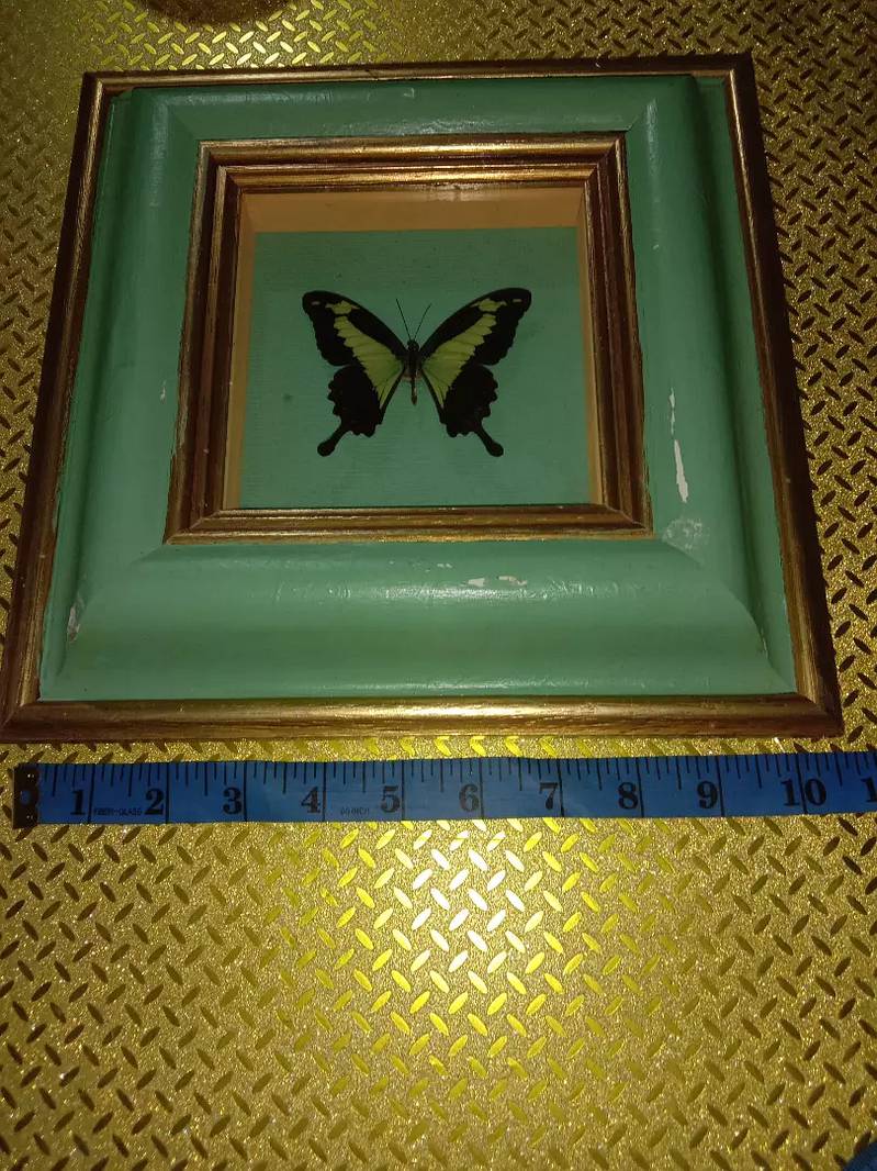 Amazonian butterfly Papilio Palinurus colorful wall hanging frame 9