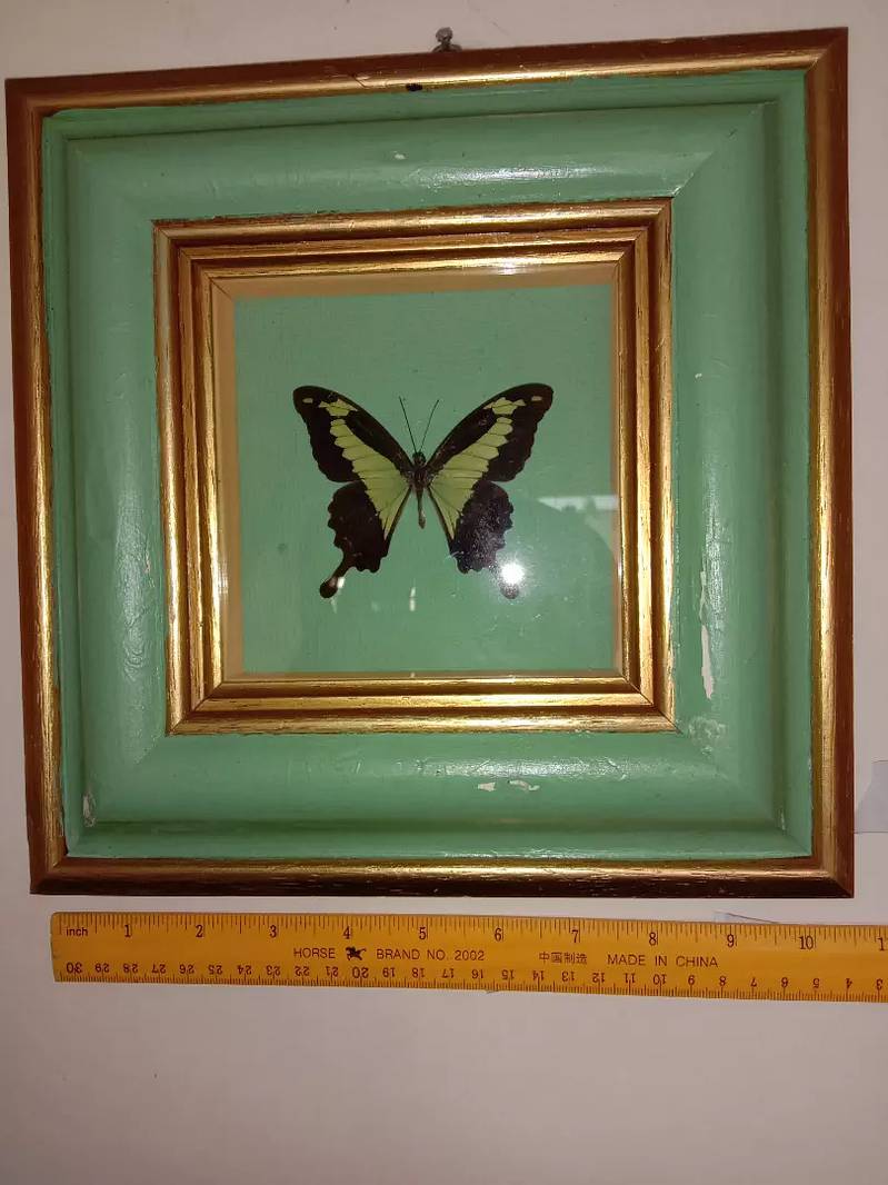 Amazonian butterfly Papilio Palinurus colorful wall hanging frame 7