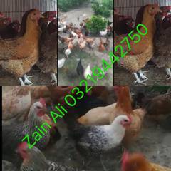 Msree Golden Egg Laying Hens Available In Bulk Quantity