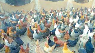 Egg Laying Chicken Available In Different Colours
