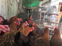 Egg laying hens