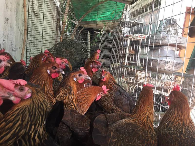 Egg laying hens 03459442750 Zain Ali Farming 0