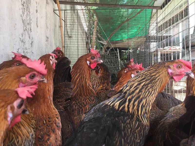 Egg laying hens 03459442750 Zain Ali Farming 1