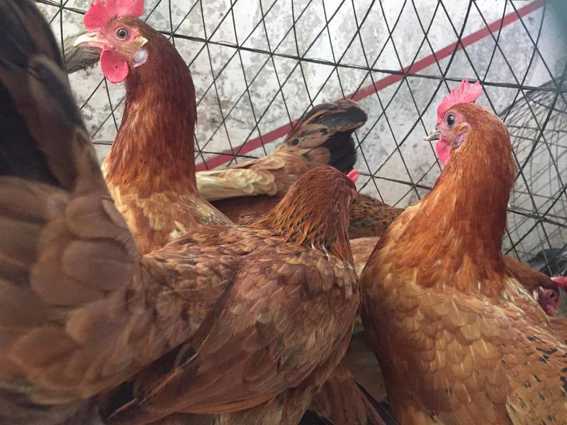 Egg laying hens 03459442750 Zain Ali Farming 4