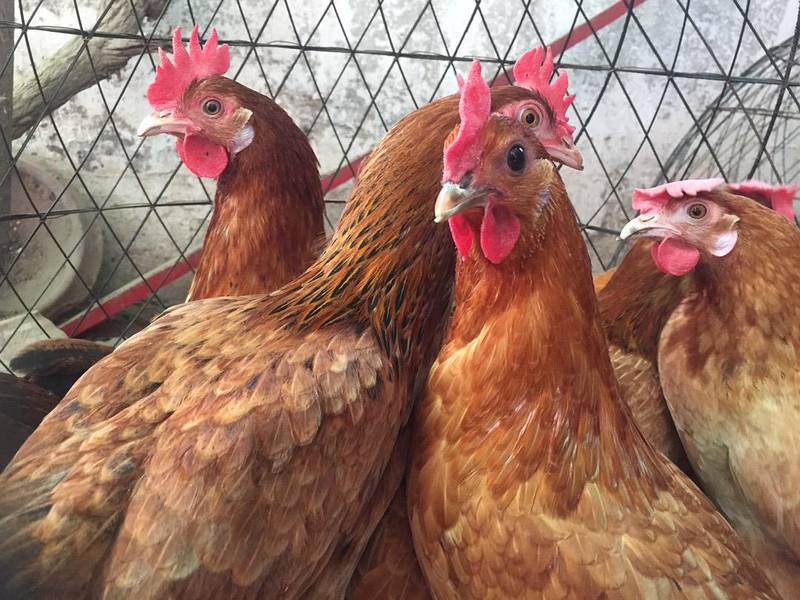 Egg laying hens 03459442750 Zain Ali Farming 6