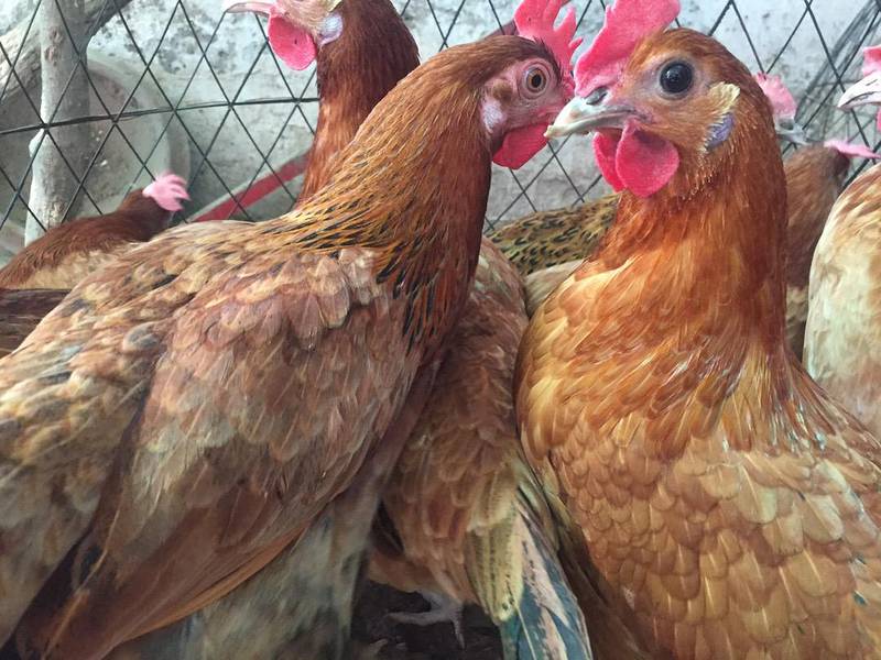 Egg laying hens 03459442750 Zain Ali Farming 7