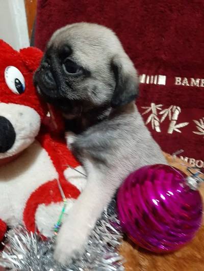 PUG puppies Available for sale