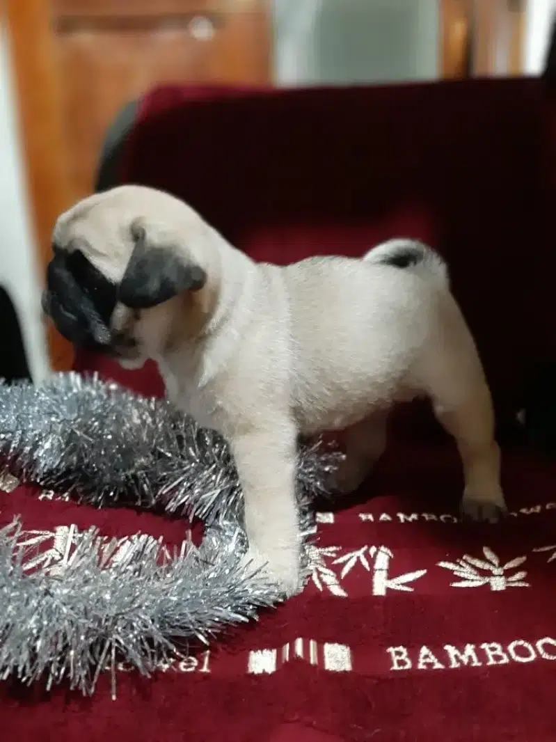 PUG dog for sale ||  pug puppies Available for sale || imported breed — photo 2