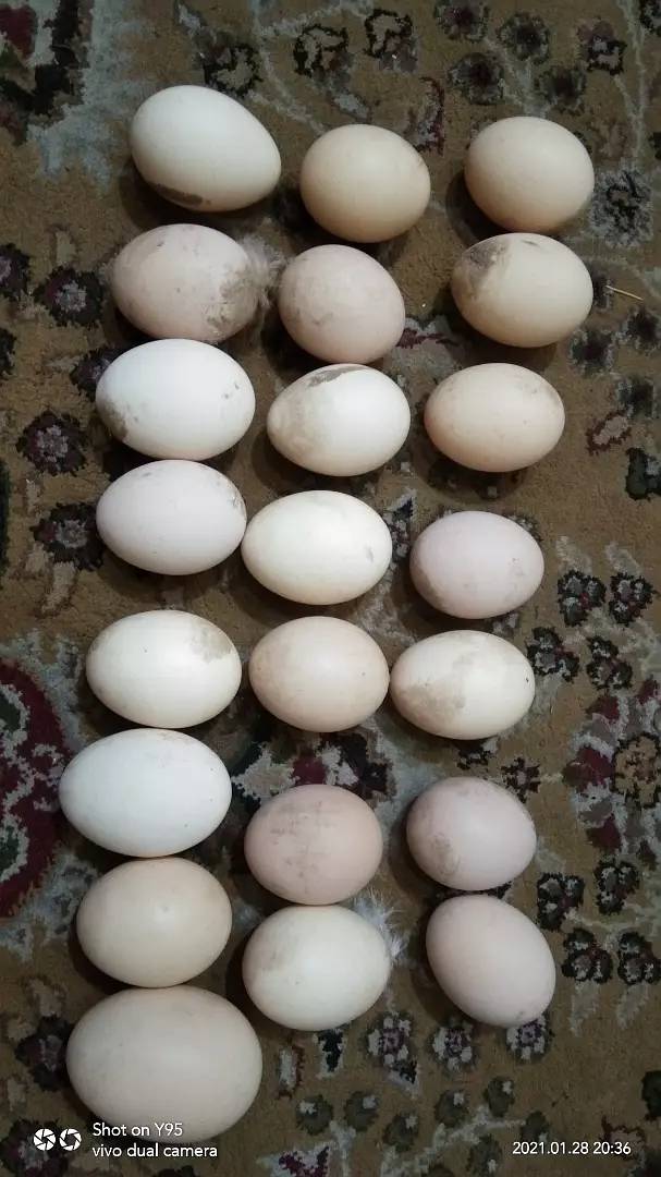 Eggs dasi 0