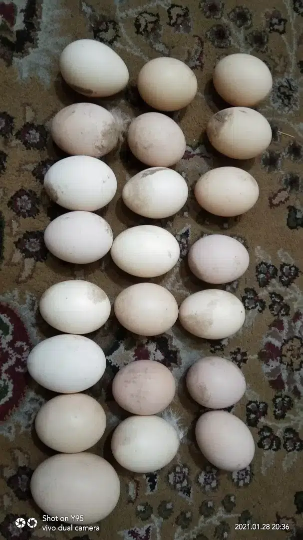 Eggs dasi