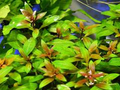 Ludwigia