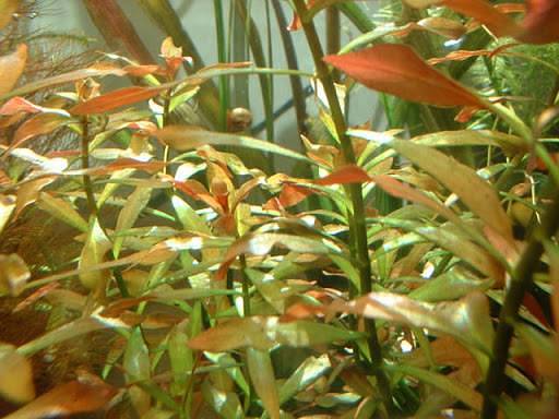 Ludwigia Repens ( Aquatic Live Plants ) 1