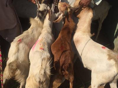 Aqeeqa, sadqa Bakra and Bakri (Free Delivery & Cutting)