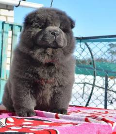 Chow Chow blue female pup ready to Import