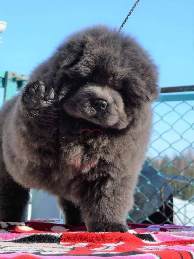 Chow Chow blue female pup ready to Import 1