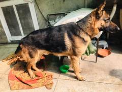 Gsd