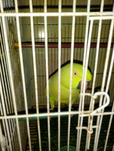 TALKING FEMALE PARROT FOR SALE